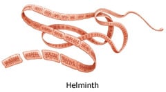 For pathogen below, choose the type of cell that would be used in the adaptive immune response. Helminth