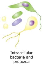For pathogen below, choose the type of cell that would be used in the adaptive immune response. Intracellular bacteria and protozoa
