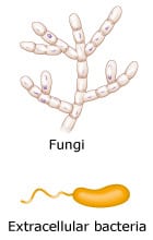 For pathogen below, choose the type of cell that would be used in the adaptive immune response Fungi Extracellular bacteria