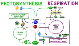 Cellular Respiration Quiz: Learn and Practice for Free