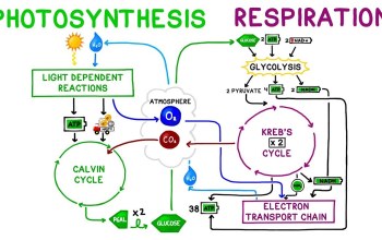 Cellular Respiration Quiz: Learn and Practice for Free