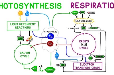 Cellular Respiration Quiz: Learn and Practice for Free