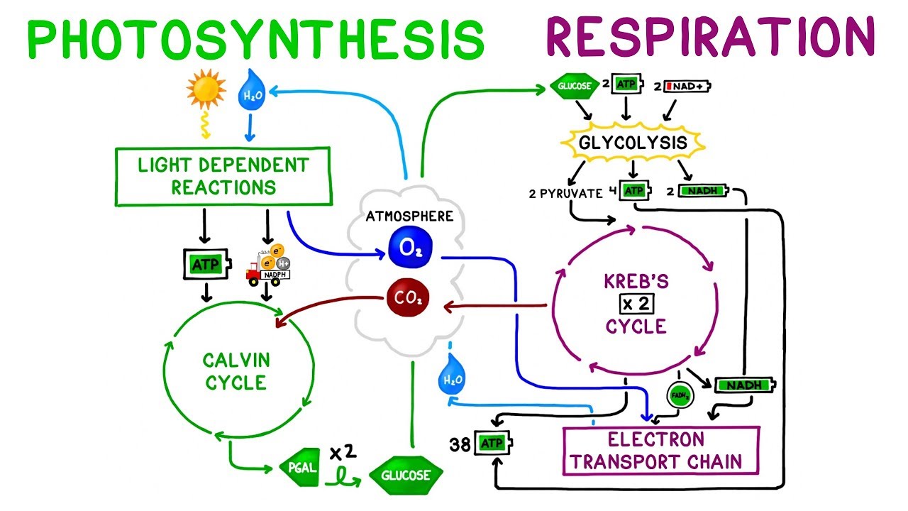 Cellular Respiration Quiz » Practice & Get POGIL answers