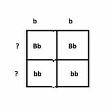 B = brown fur b = white fur In the punnett square, what is the probability for white fur? 