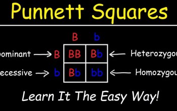 Punnett Square Practice Quiz & Answers to Learn