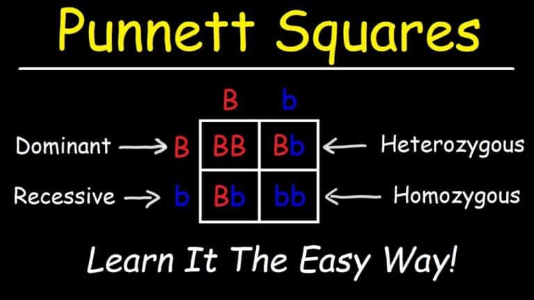 Punnet Squares For Multiple Traits Worksheet