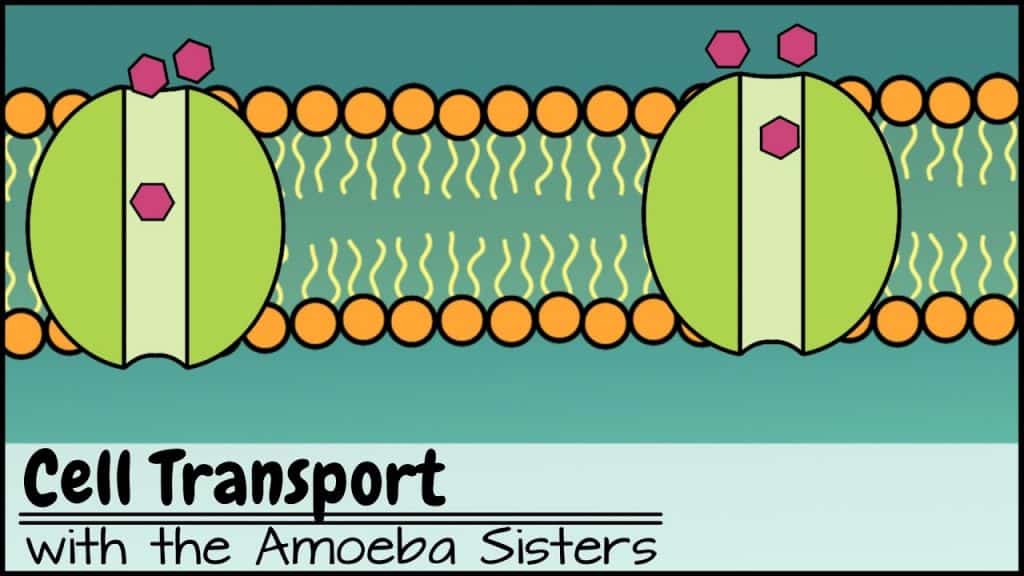 cell transport quiz