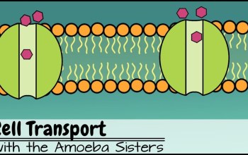 Cell Transport Quiz