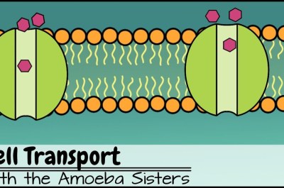 Cell Transport Quiz