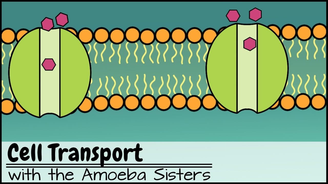 Cell Transport Amoeba Sisters Answer Key