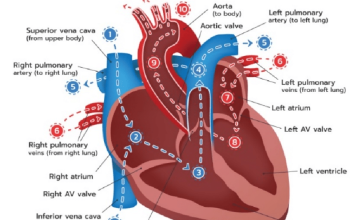Heart Anatomy Quiz With Answers