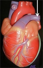 pulmonary arteries