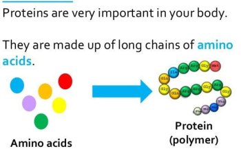 Biology Chapter 3 Proteins Test Answers