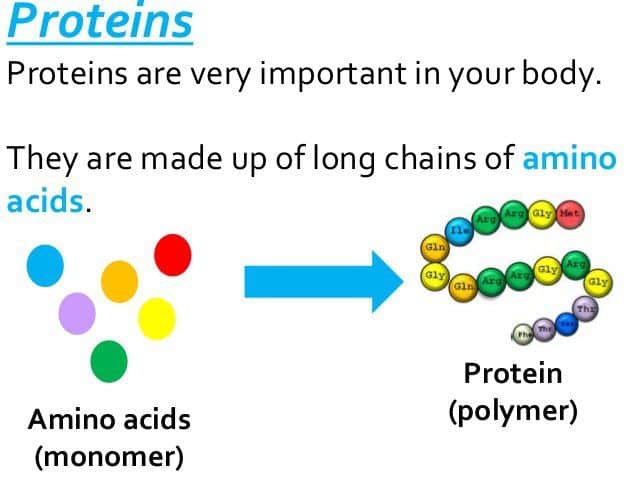 which of these illustrates the secondary structure of a protein?