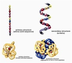 ___ structure is the result of two or more protein subunits assembling to form a larger, biologically active protein complex