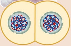 This animation illustrates the events of _____.
 
 prophase I
 telophase II and cytokinesis
 anaphase II
 prophase II
 telophase I and cytokinesis