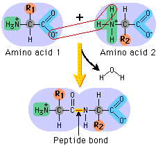 what type of bond joins the monomers in a protein's primary structure?