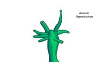 Mastering Biology Chapter 10 Answers