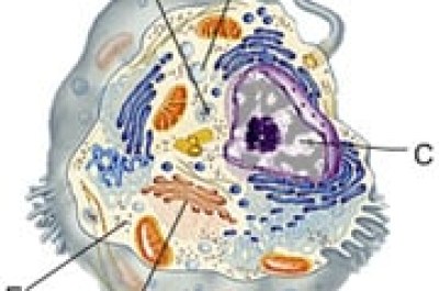 Mastering Biology Chapter 6 Answers