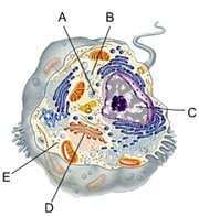 Choose the letter that indicates the organelle that contains most of a cell's DNA.