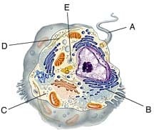 Which of these provides the cell with structural support?