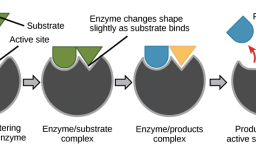 Chapter 8 How Enzymes Work Answers