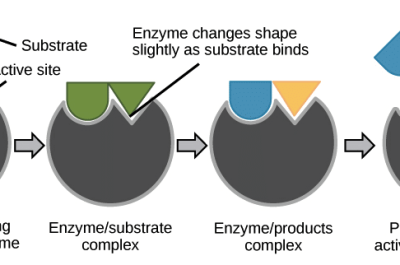 Chapter 8 How Enzymes Work Answers
