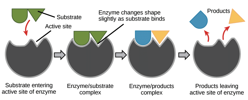 in general, enzymes are what kinds of molecules?