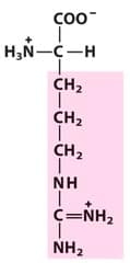 Classify these amino acids as acidic, basic, neutral polar, or neutral nonpolar.