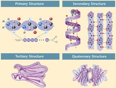 Sort the images according to the level of structure in the proteins shown.