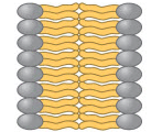 Which of these images shows the correct orientation of phospholipids in a biological membrane?