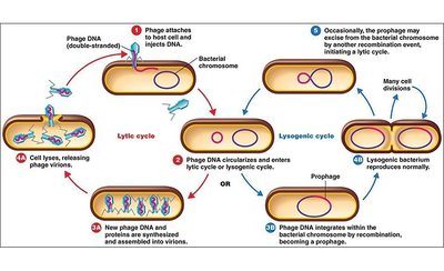 Amoeba Sisters Video Recap Viruses Answer Key [FREE] » Quizzma