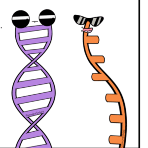 DNA vs RNA and Protein Synthesis Updated Answer Key » Quizzma