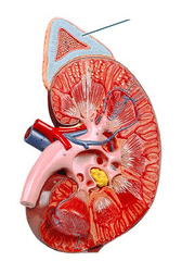 adrenal cortex