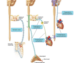 comparing somatic motor and autonomic innervation