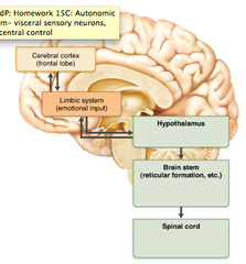hypothalamus (The hypothalamus controls the activities of the autonomic nervous system directly and links to the brain stem nuclei of the reticular formation.)