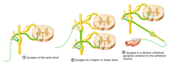 pathway 2 (Preganglionic fibers travel to synapse in the superior cervical ganglion. Postganglionic fibers travel with blood vessels, and innervate structures of the head.)