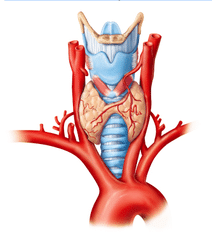 TSH secreted by the anterior pituitary (The thyroid gland is under hormonal control; thyroid-stimulating hormone secreted by the anterior pituitary stimulates secretion of thyroid hormone.)