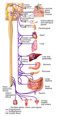 Vagus Nerve (CN X)