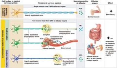 Where are cell bodies of somatic motor neurons located?