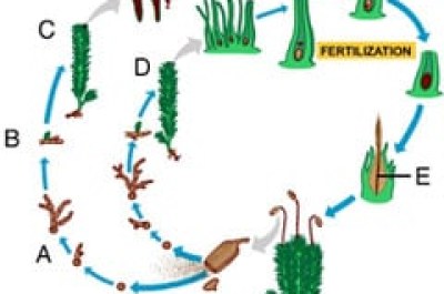 Masteringbio Chapter 29 Study Test Answers