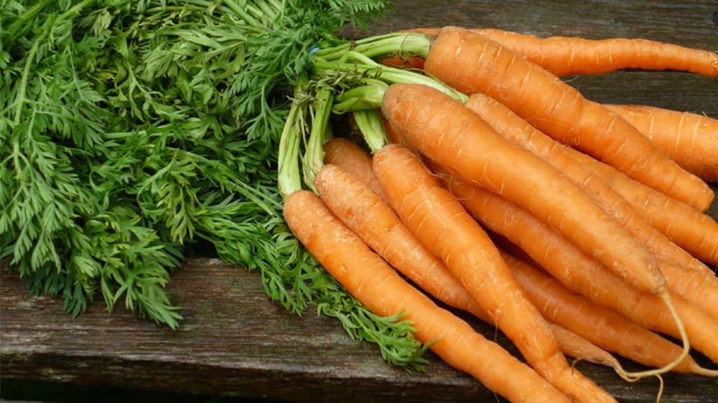 raw carrots does not support bacterial growth.