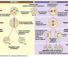During which phase of meiosis do the homologous chromosomes separate