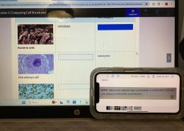 Define each organism type as unicellular or multicellular and each cell category as eukaryotic or prokaryotic