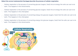 Where does cellular respiration take place in the cell?