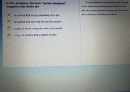 What is the suggestion of the term “human-designed” in this sentence: “In this sentence, the term “human-designed” suggests that mules are”?