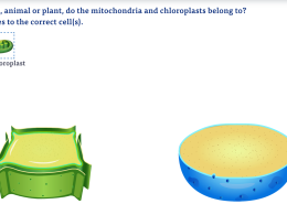 Which type of cell, animal or plant, do the mitochondria and chloroplasts belong to?