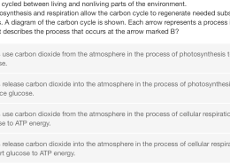 What process occurs at the arrow marked B in the carbon cycle diagram?