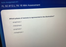 Which phase of meiosis is represented in the illustration?