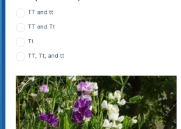 Based on the laws of segregation, which of the following genotypes could be produced by the crossing of a Tt plant with a Tt plant